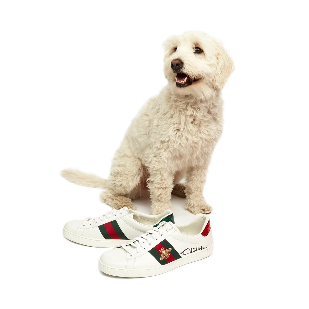 gucci dog sneaker